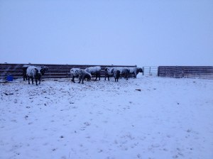 Bulls want their hay!