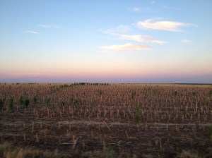 Corn stalks in late November