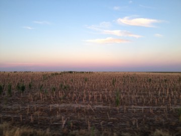 Corn stalks in late November