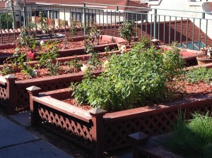A roof top garden to sing to the weary soul.