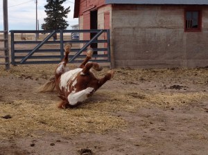 Indian enjoying a good roll after a long ride.