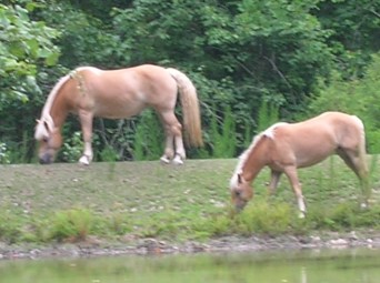 sallys camra 255 (1)