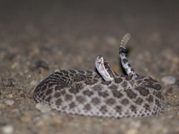Coloradoherping.com
