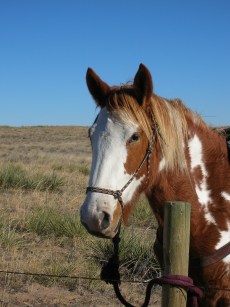 sallys camra 050 (1)