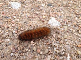 I came across this fuzzy kid on my walk.
