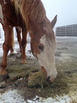 My resident hay poet.