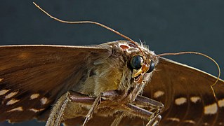 moth-173624__180