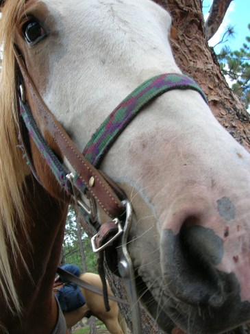 Indian, who is my current 'Rowan.'