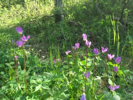 Shooting Stars of joy lined the trail.